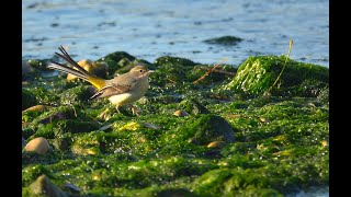 Ballerina gialla Motacilla cinerea [upl. by Alric121]