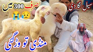 13 tarikh 2024  Dera Ghazi Khan Bakra and Mundra Mandi update today  asadandbabaazizgoatfarm dgk [upl. by Wandy754]