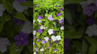 Yesterday today amp Tomorrow plant  Brunfelsia pauciflora [upl. by Mclaughlin]