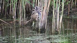 Bird photography Far Ings NNR Ness Bitterns 07 07 2024 [upl. by Bevus179]