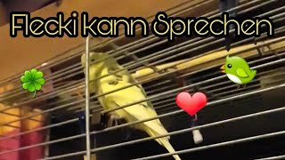 Wellensittich Flecki kann sprechen 🐦 [upl. by Eiggem]