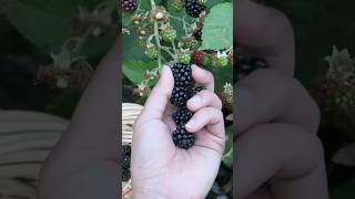 Picking blackberry eating blackberryenjoy fruit cherryfruit plumfruit harvestlife [upl. by Jonas]