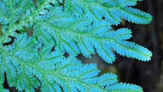 IRIDESCENT Leaved Plants Worlds Most Spectacular Plants episode 9 of 14 [upl. by Kraus]