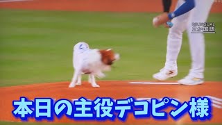 Shohei Ohtani🦄 with Decoy 829JPNオオタニ様ampデコピン大活躍❣️ [upl. by Andromeda]