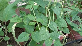 Cowpea BeansLobiya Harvest From My Terrace Garden  मेरे टैरेस गार्डन से लोबिया की फसल shorts [upl. by Angelis]