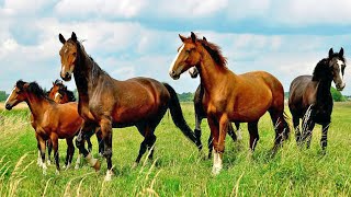 Cavalos Relinchando  Fatos e Curiosidades incríveis Sobre Cavalos Animais da Fazenda [upl. by Emixam146]