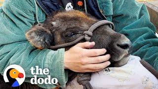 Baby Bison Follows Her Rescuer Everywhere  The Dodo [upl. by Inttirb]