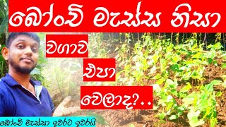 බෝංචි මැස්ස නිසා වගාව එපා වෙලාදමෙන්න දවසින් බෝංචි මැස්ස ඉවරයි Sl Rasadhara [upl. by Nrubloc]