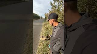 Ce que je trouve sur le bord de la route 😰 vlog wild wildlife humour exploration nature [upl. by Carrissa]