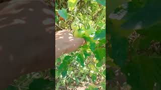 Farming fresh Fruit Harvest vegetables Tomatoes cutting youtubeshorts tomato youtube farming [upl. by Agnese]