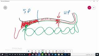 Limiting structures of maxillary arch Part3 [upl. by Luhem]