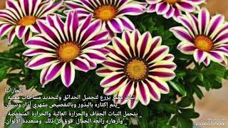 جازانياGazaniaالاسم العلمــى  Gazania splendens [upl. by Omar126]