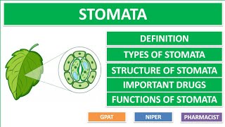 STOMATA  TYPES OF STOMATA  STRUCTURE OF STOMATA  FUNCTIONS OF STOMATA  GPAT2021  NIPER [upl. by Anaujit]