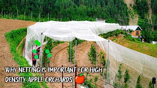 Why Netting is Important for High Density Apple Orchards 🍎 [upl. by Twila966]