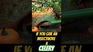 If You Give An Insectivore A Celery  funny lieutenantpancake reptiles leopardgeckos starwars [upl. by Cacka]