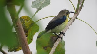 Olive Rumped Sunbird [upl. by Dawn]