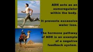 Antidiuretic Hormone ADH Osmoregulation [upl. by Harahs]