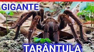 Tarântula ou ARANHA CARANGUEJEIRA GIGANTE [upl. by Araccot111]