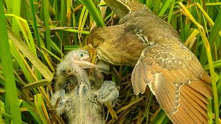 Review Full Video Of Mother Bittern Bird Feeding Chick [upl. by Airenahs]