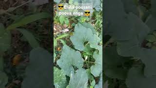 Vsalile poosani poo vachiputa vachiputa please subscribe and share [upl. by Marlyn]