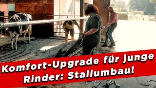 KomfortUpgrade für junge Rinder Stallumbau  My KuhTube Film 600 [upl. by Foskett988]