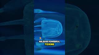 Box Jellyfish The Silent Killer of the Oceans [upl. by Ardnosac]