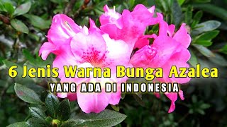 6 Jenis Warna Bunga Azalea Yang Ada Di Indonesia Ericaceae [upl. by Millda]