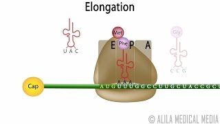 Eukaryotic Translation Protein Synthesis Animation [upl. by Ardnasyl]