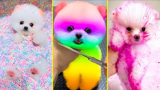 Cute Pomeranian Puppies Doing Funny Things 17  Cute and Funny Dogs  Box Studios [upl. by Beitnes14]