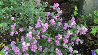 Coral Berry Proud Berry Symphoricarpos in my Vancouver Washinton garden [upl. by Beane]