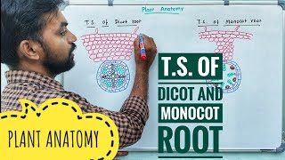 TS of Dicot and Monocot root  Plant Anatomy  V Senthilnathan [upl. by Schubert]