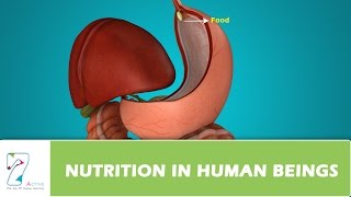 NUTRITION IN HUMAN BEINGS [upl. by Kciderf271]