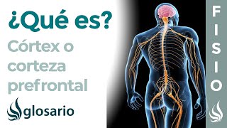 CORTEZA PREFRONTAL o CORTEX  Qué es dónde se encuentra cuál es su función y lesiones [upl. by Sonni879]