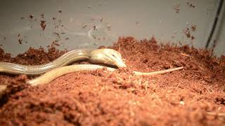 Legless Lizards Feeding [upl. by Joli]