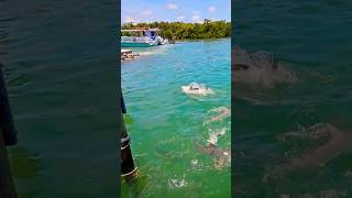 Feeding frenzy at the dock fishing marathonflorida yellowtail [upl. by Mairhpe]