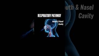 Respiratory Pathway  Respiration in living shorts viralvideo trending youtube [upl. by Erodeht926]