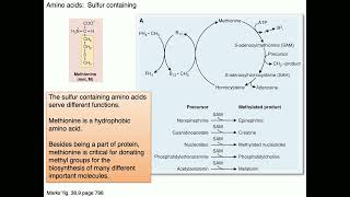 Medical Biochemistry Protein Strucrture 2 Skildum [upl. by Eidnahs]