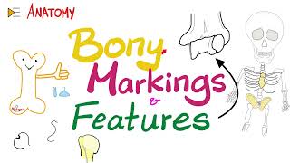 Bony Markings amp Features Tubercle Tuberosity Trochlea Fossa Fovea Crest Ridge…etc  Anatomy [upl. by Arrekahs]