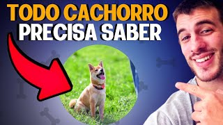 Como Adestrar o Seu Cachorro TREINO DE OBEDIENCIA NA PRÁTICA [upl. by Rech992]