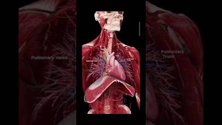 Biology 3D animation humanbody shorts [upl. by Bessie]