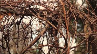 How to Prune Unruly Vines on a Grapevine  Pruning Tips [upl. by Scot132]