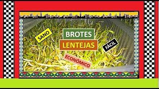 💥🌎BROTES de LENTEJAS saludables🌎💥 [upl. by Eynenihc260]