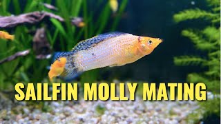 Sailfin Molly Mating Display  Red Sunset Sailfin Molly • Molly Breeding • Molly Fish  1080p HD [upl. by Nroht]