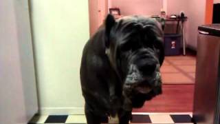 Conversation with a Neapolitan Mastiff [upl. by Riker]