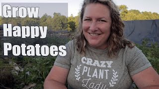 What to plant WITH potatoes and what to AVOID planting with potatoes Companion planting [upl. by Noitna451]