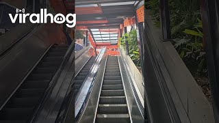 Dog Has Fun On Escalator Rides  ViralHog [upl. by Lunette]