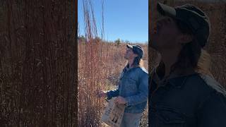 Big Bluestem growing to historic height of 12 feet prairie nature oklahoma greatplains [upl. by Anasus]