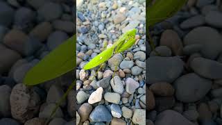 O Bir Etçil‼️ Ses bana ait değil😊 mantis bykeskin nature [upl. by Ethelinda]