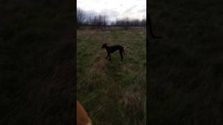 Chase nearly 7 month old Dave Platt deerhoundgreyhound x Laguna Whippet on a mooch with the pack [upl. by Kcirrag]