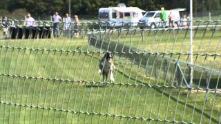 Borzoi racing Helsinki 272011mpg [upl. by Nyvets]